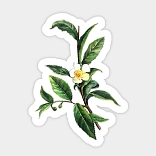 Watercolor Sketch Green Tea Sticker